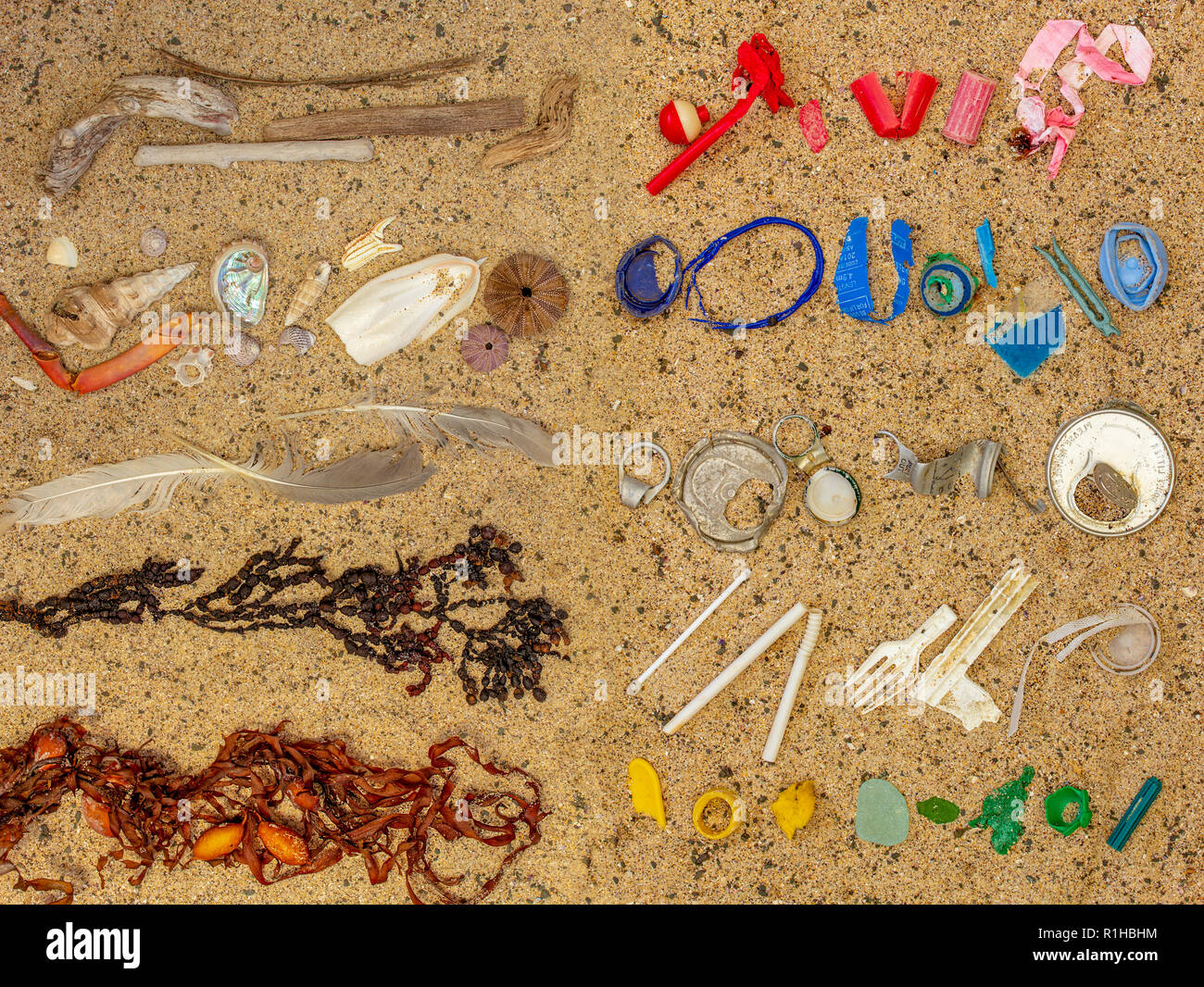 Real plastic pollution, including single use plastic, washed up on beach separated and sorted from natural beach debris seaweed, shells and feathers Stock Photo