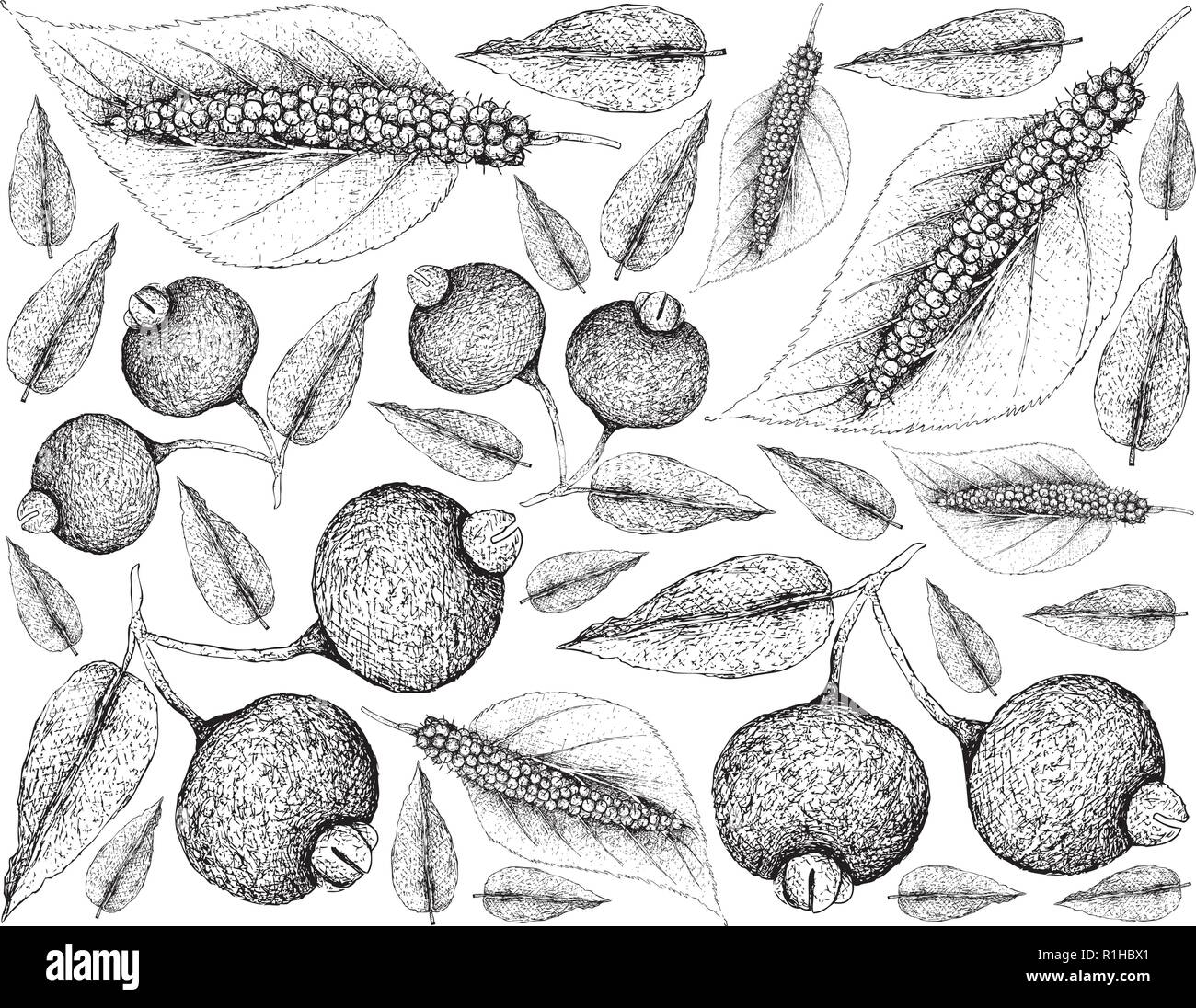 Tropical Fruits, Illustration Wallpaper of Hand Drawn Sketch Fresh Sweet Himalayan Mulberries or Morus Macroura and Guabiju or Myrcianthes Pungens Fru Stock Vector