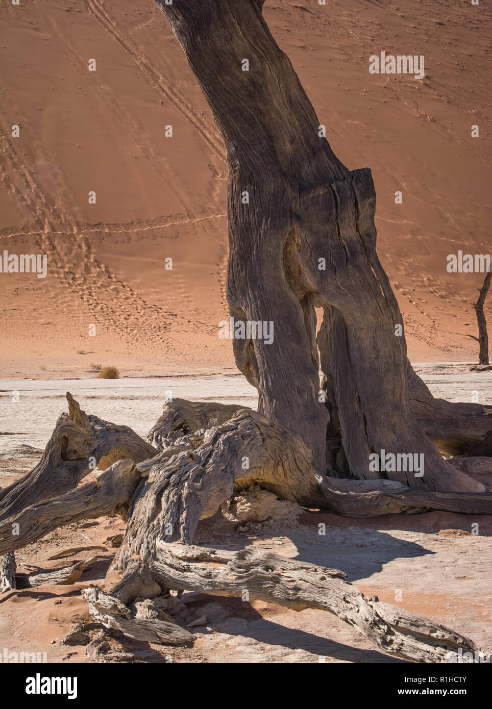 Deadvlei in Namib-Naukluft National Park. Sand and dead trees in the Namibia desert. Stock Photo