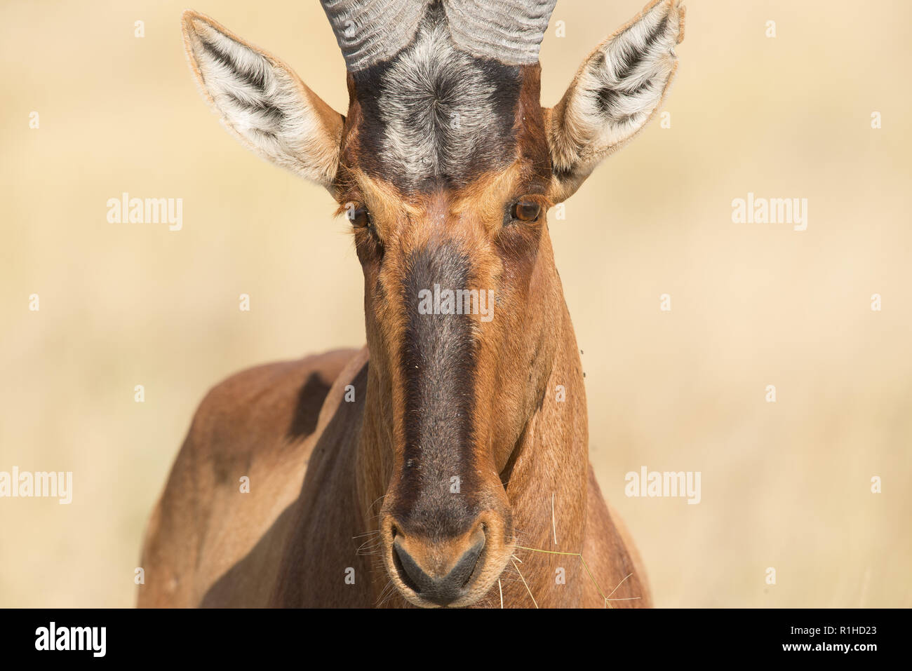 Antelope eye hi-res stock photography and images - Alamy