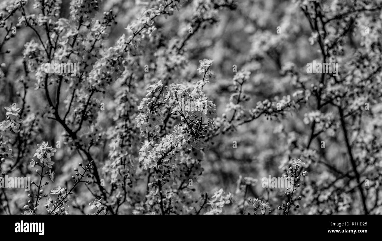 beautiful black and white image of a cherry tree in full bloom with its ...