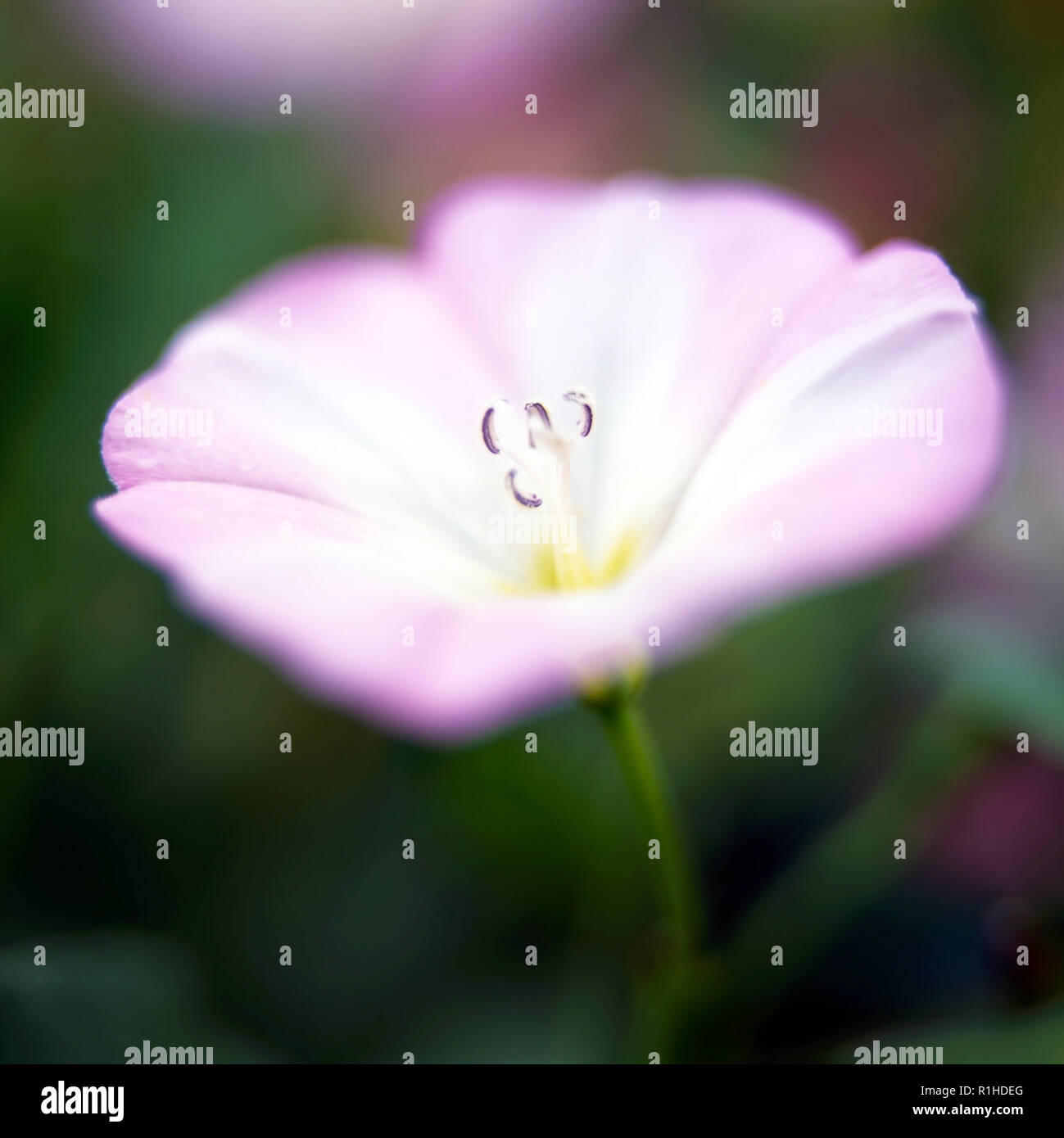 A close up of a pale pink Geranium flower. Stock Photo