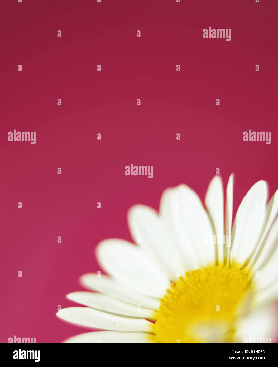A close up of a daisy against a pink background. Stock Photo
