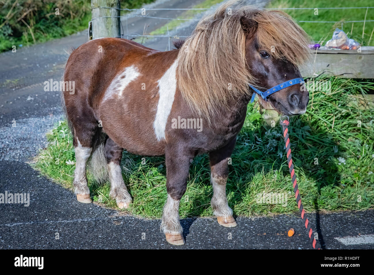 Scotland shetland pony hi-res stock photography and images - Page 9 - Alamy