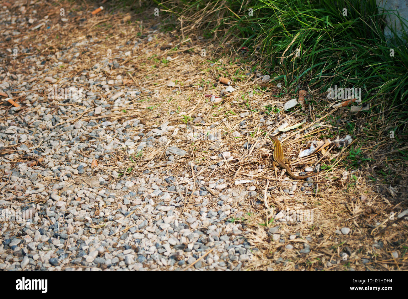 One small Italian wall lizard among pebble and green grass on a summer day Stock Photo