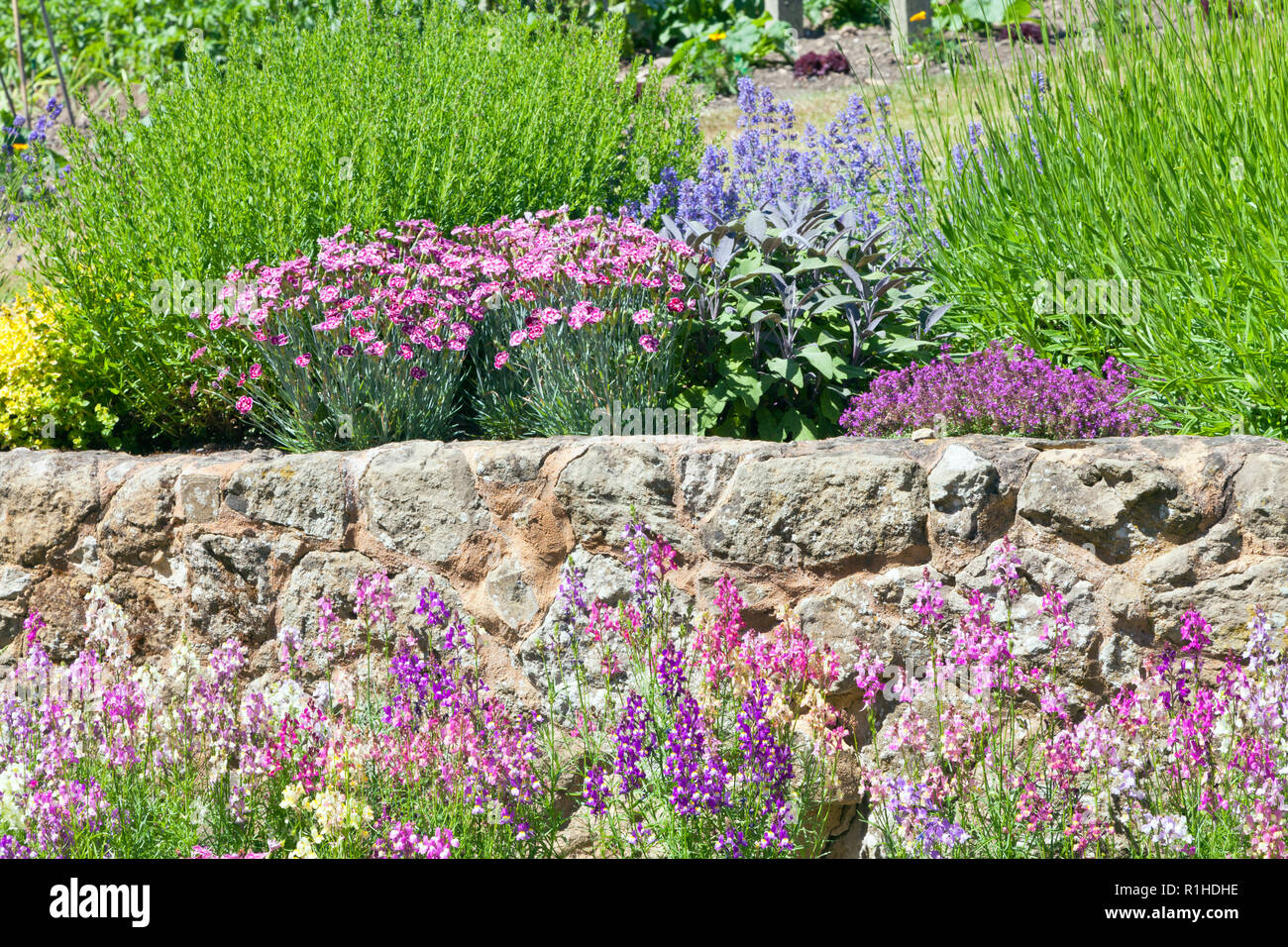 Pink, blue flowers in bloom by a stone wall in rockery garden, on a sunny summer day. Stock Photo