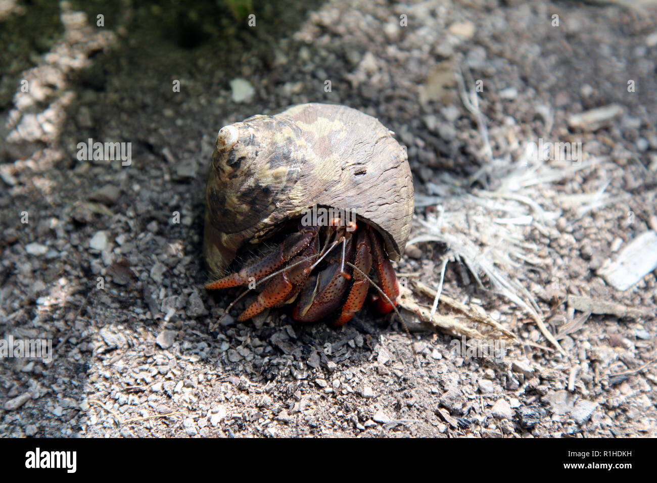 Hermit crab peeks from under his shell in the dirt, Isla Grande, Colombia Stock Photo