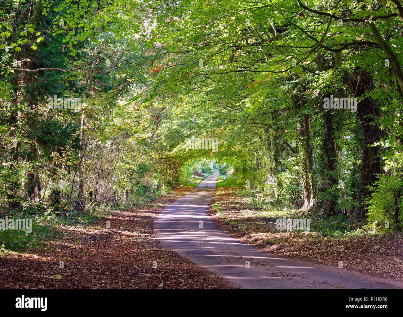 An early autumn view of a leafy lane in the Cotswolds, England, UK. Stock Photo