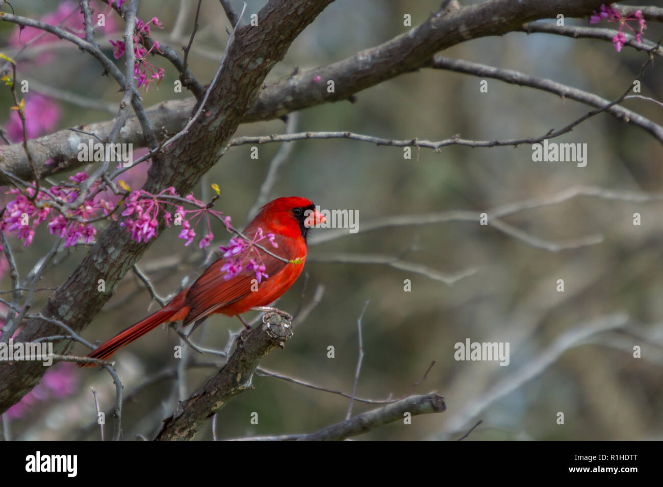 A red male cardinal sits amongst the pinkish purple blooms of a redbud tree at the beginning of spring Stock Photo