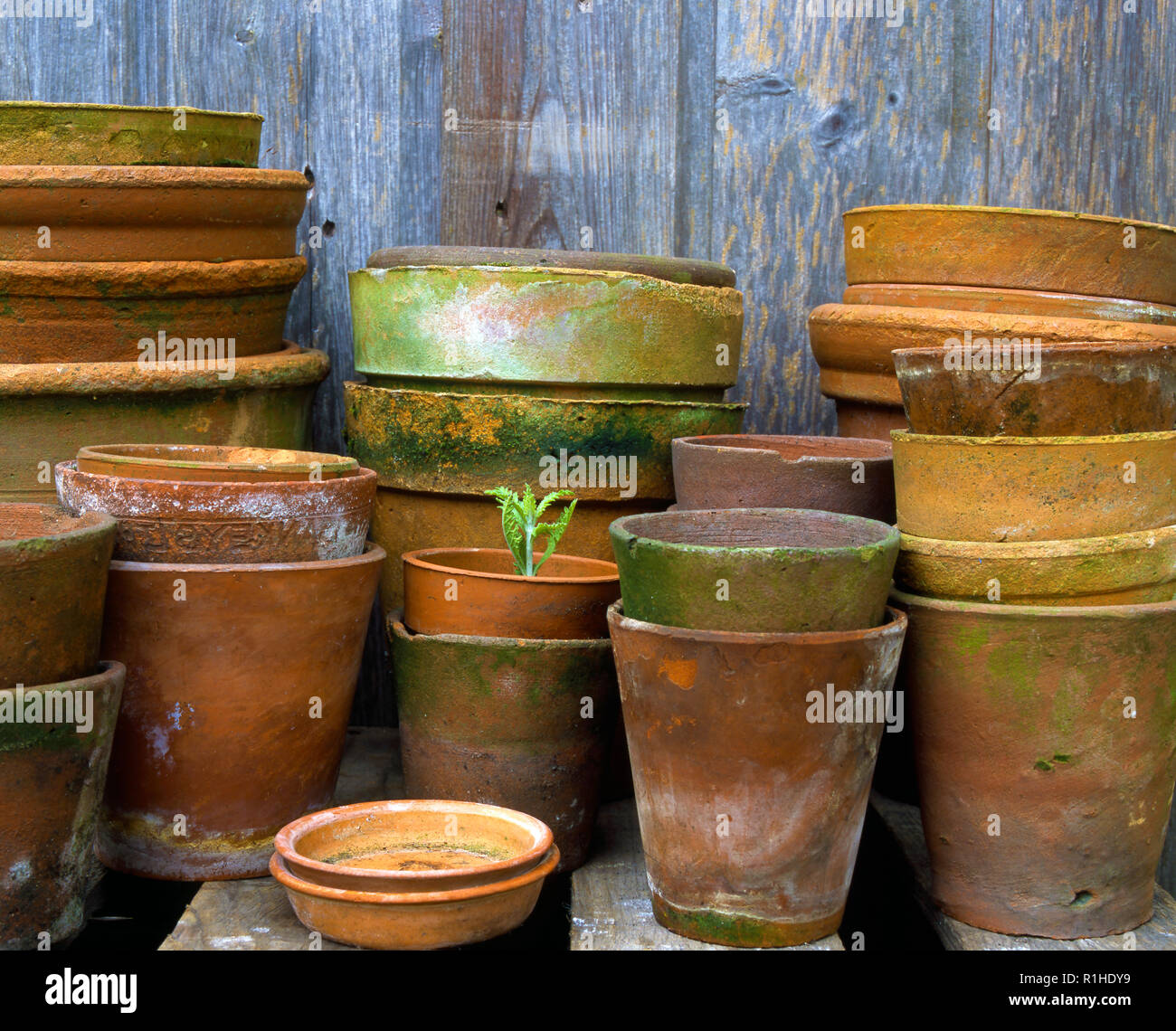 Weathered plant pots with a single green shoot against a wooden background. Stock Photo