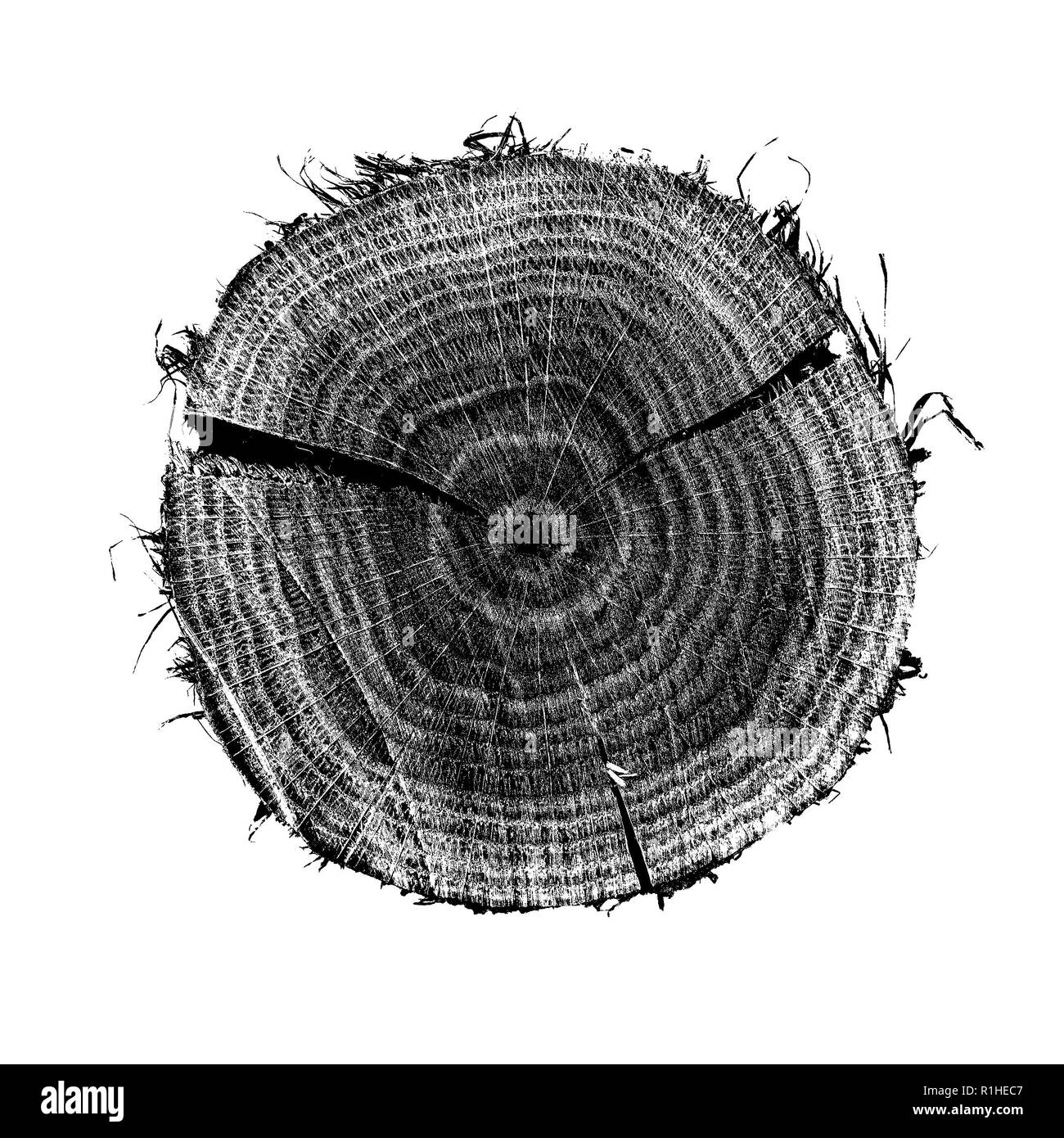 Illustration of cross section of oak tree, sample on white background. Annual rings on surface and detailed texture, pattern for overlay Stock Photo