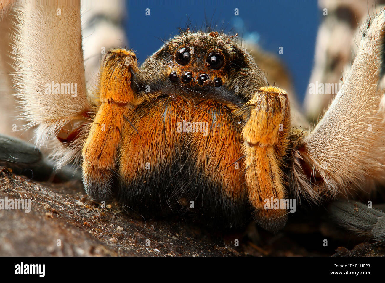 Closeup of  dangerous creepy wolf spider tarantula species Stock Photo