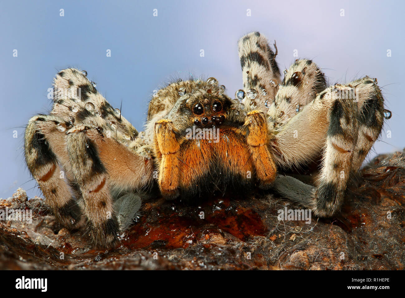 Portrait of  dangerous creepy  tarantula with water drops Stock Photo