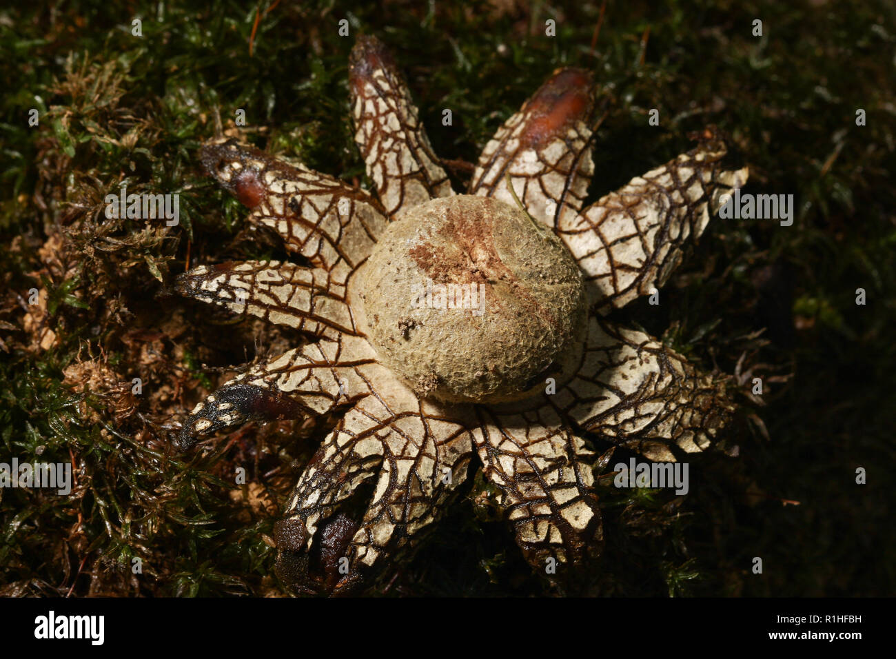Barometer earthstar, astraeus hygrometricus fungi on the green moss Stock Photo Alamy