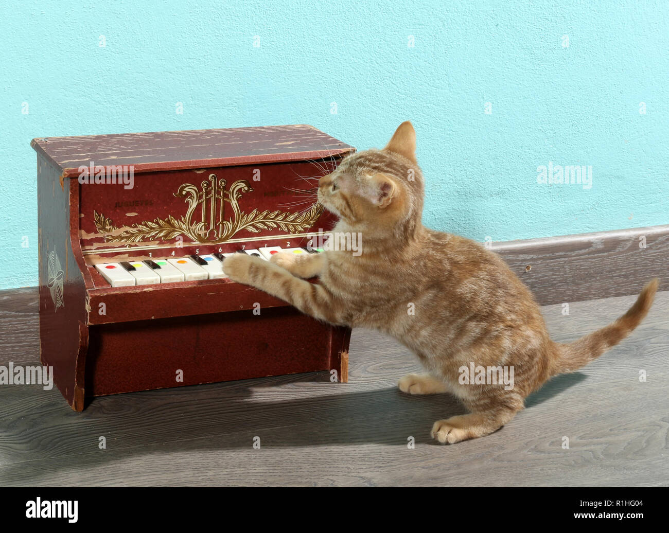 ginger kitten, 12 weeks old, playing piano Stock Photo