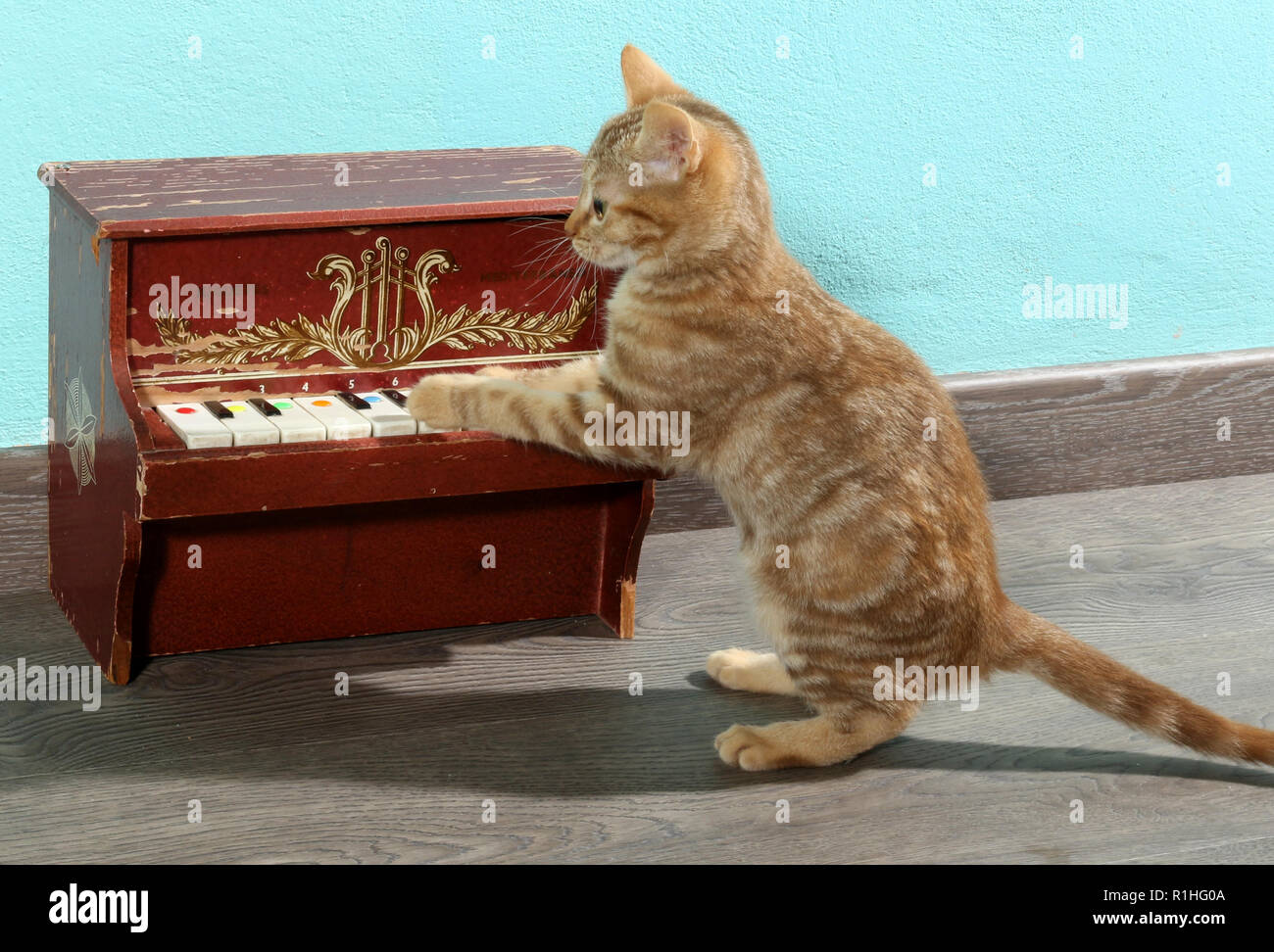 ginger kitten, 12 weeks old, playing piano Stock Photo