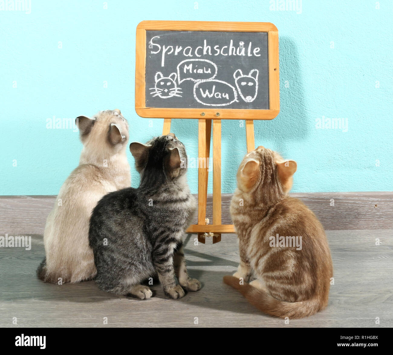 three kittens, 10 weeks old, seal tabby point, black tabby and red tabby, looking at a school board Stock Photo