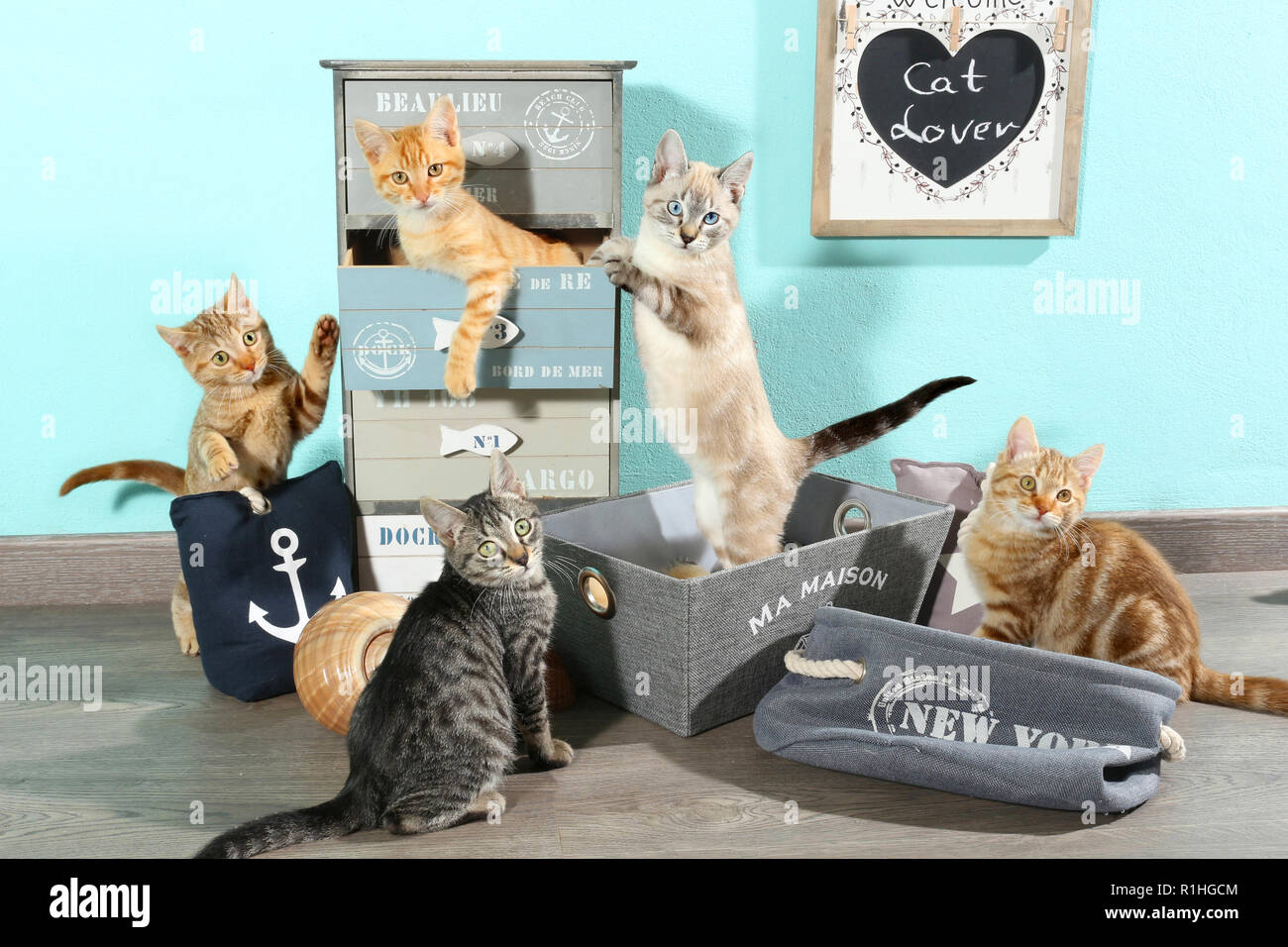 five kittens, 10 weeks old, playing with different furnitures at home Stock Photo
