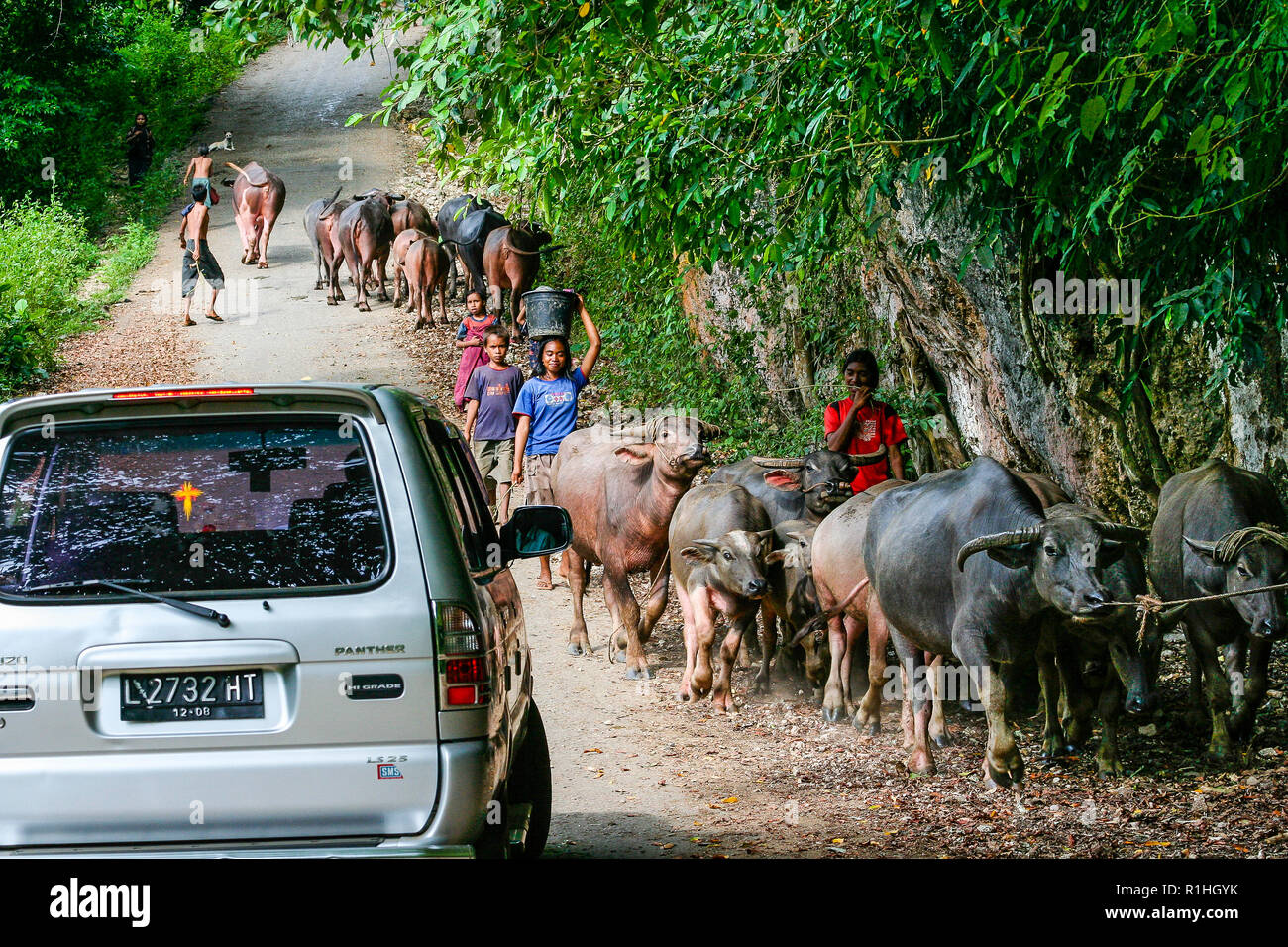 Traffic on a local road on Sumba island, Nusa Tenggara, Indonesia. Car meeting buffalos. Stock Photo