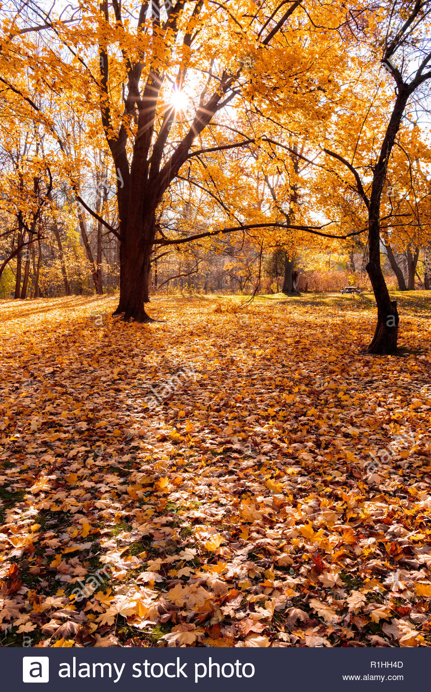 Autumn Foliage Maple Leaves Fallen From Deciduous Trees In Fall In Colonel Danforth Park In Toronto Ontario Canada Stock Photo Alamy