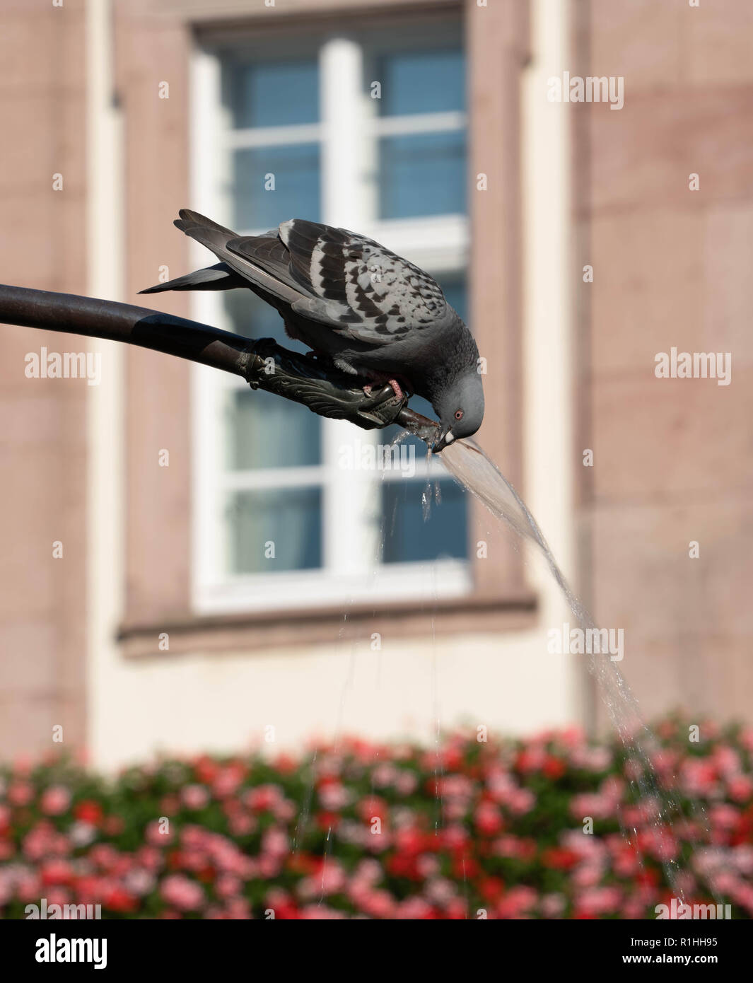Thirsty city pigeon takes a drink out of a town fountain. Stock Photo