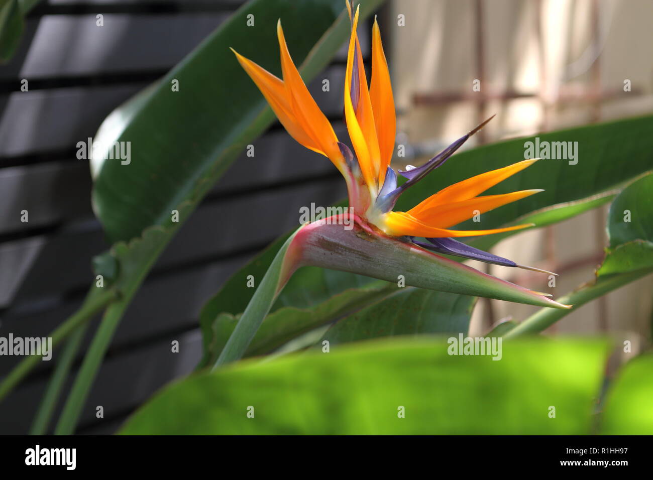 Exotic Single Full Bloom Bird of Paradise Flower, Waverley Garden