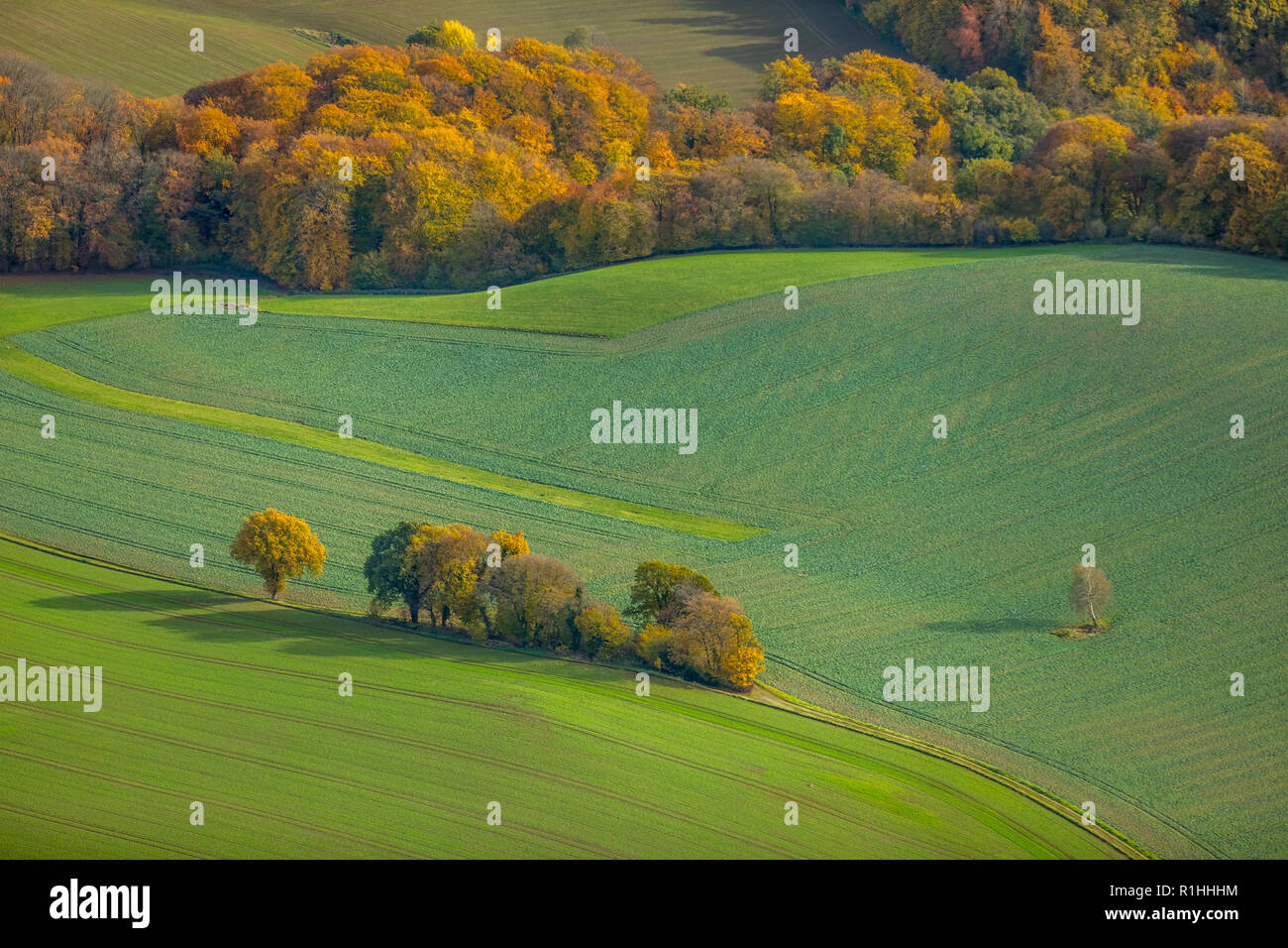 Aerial view, group of trees in a field at the Bökenbusch, autumn leaves, autumnal mood, meadow, field, fields, shadow, tree shadow, Velbert, Ruhr area Stock Photo