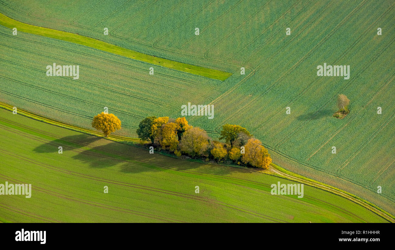 Aerial view, group of trees in a field at the Bökenbusch, autumn leaves, autumnal mood, meadow, field, fields, shadow, tree shadow, Velbert, Ruhr area Stock Photo