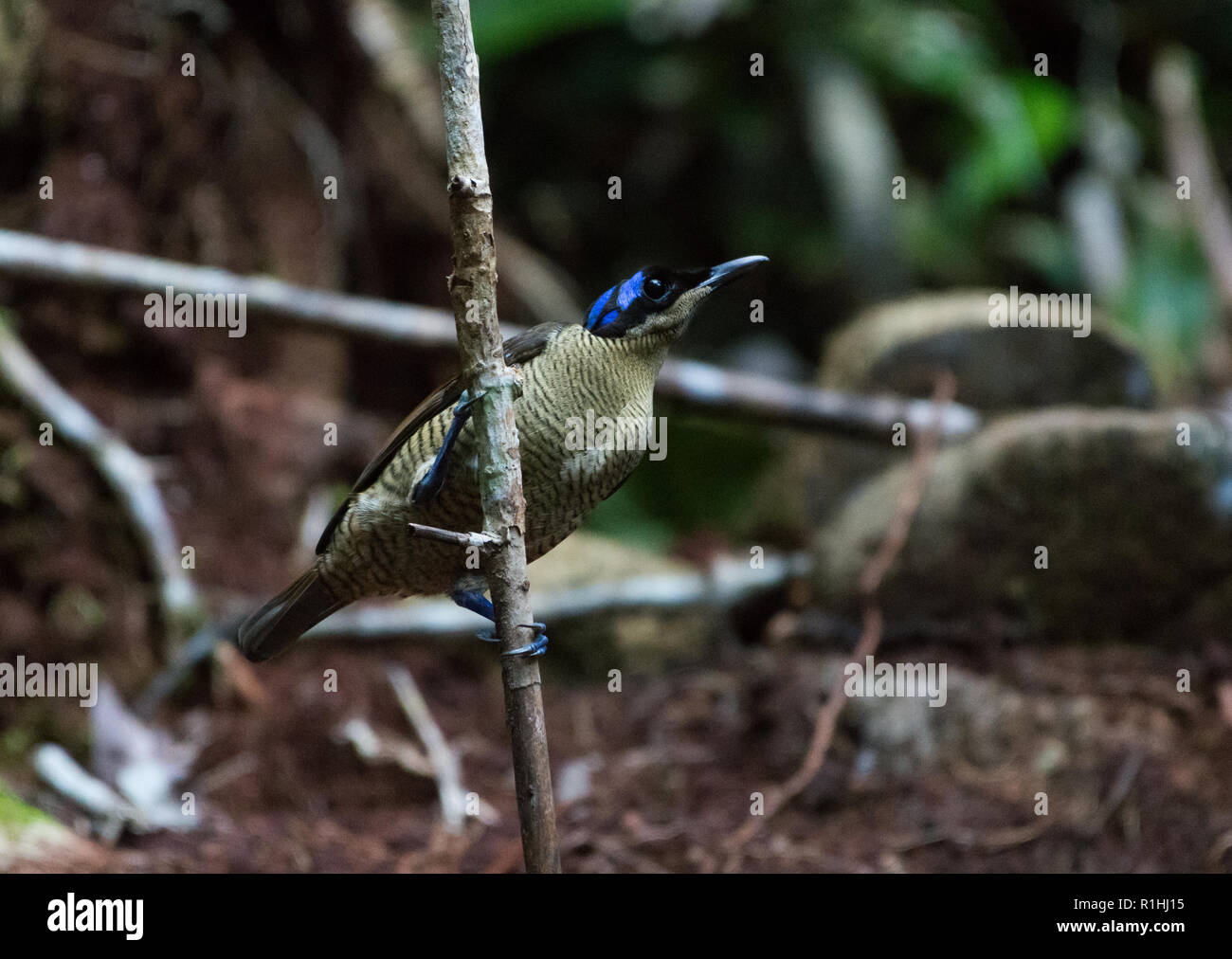 Wilsons Bird Of Paradise Stock Photos Wilsons Bird Of