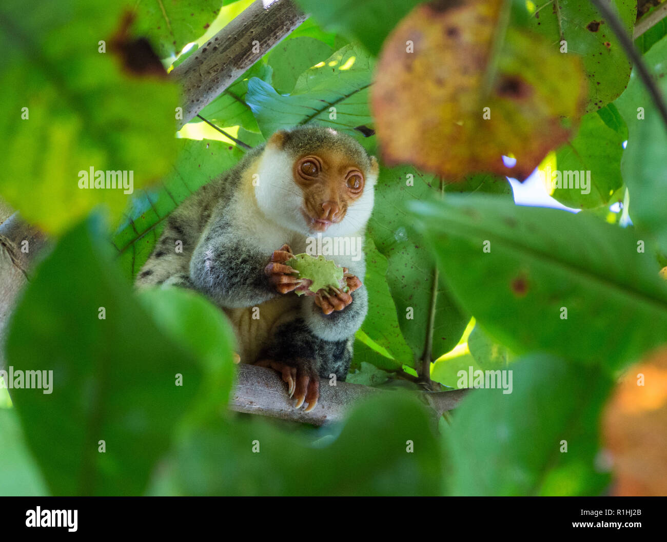 A Waigeou Spotted Cuscus (Spilocuscus papuensis), a marsupial endemic to Waigeo Island, is feeding on fruit. Raja Ampat, Indonesia. Stock Photo