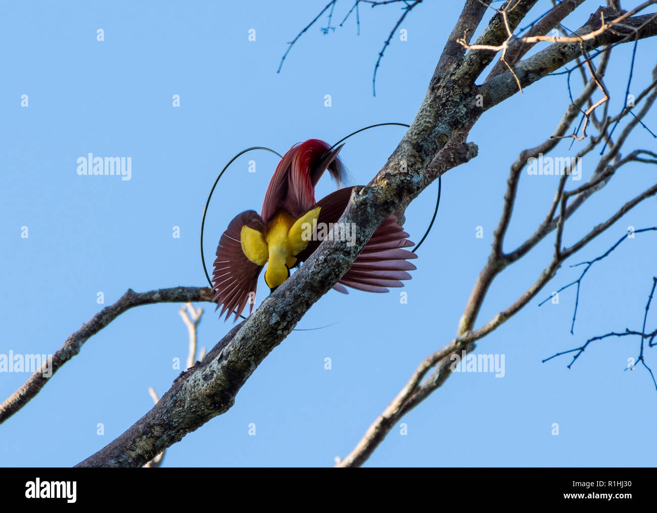 Male Red Bird of Paradise (Paradisaea rubra) in courtship display. Waigeo Island, Raja Ampat, Indonesia Stock Photo