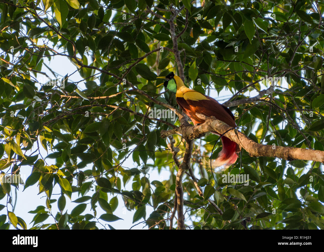 Male Red Bird of Paradise (Paradisaea rubra) perched on a tree. Waigeo Island, Raja Ampat, Indonesia Stock Photo