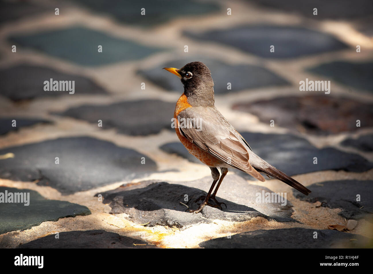 The American robin (Turdus migratorius) in Santa Barbara, California, USA Stock Photo
