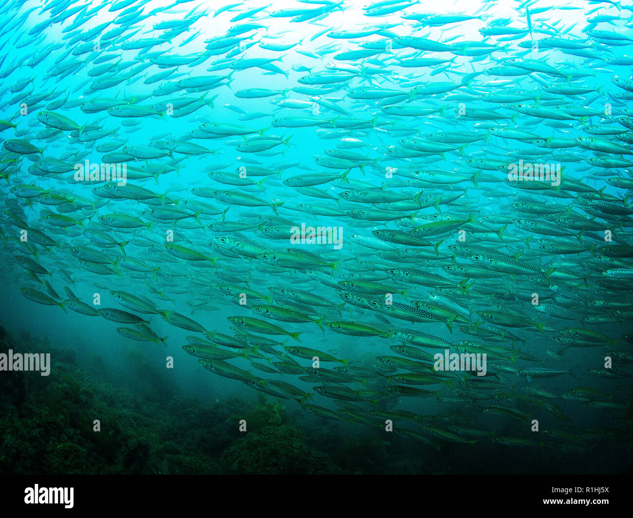 The chub mackerel, Pacific mackerel, or Pacific chub mackerel (Scomber japonicus) photographed in the Channel Islands National Park, California Stock Photo