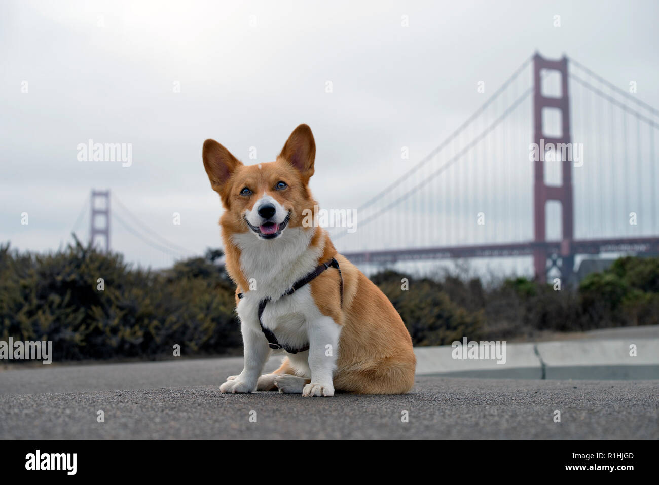Golden Gate Bridge Stock Photo 