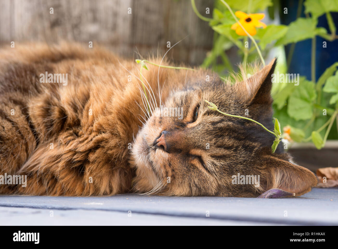 Cat laying on deck, Oregon. Stock Photo