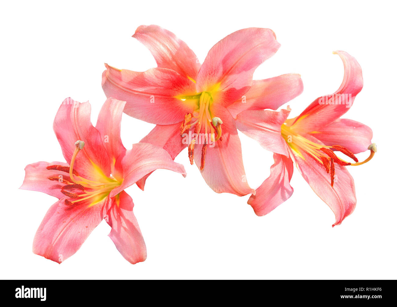 Three delicate pink with yellow lilies flowers close up, isolated on a white background - decorative element for festive, floral or gardening design Stock Photo