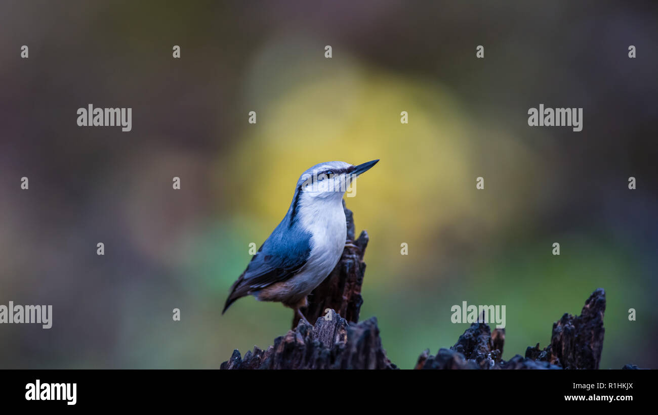 The nuthatch (Sitta europaea) on the spot of yellow autumn leaves in the background Stock Photo