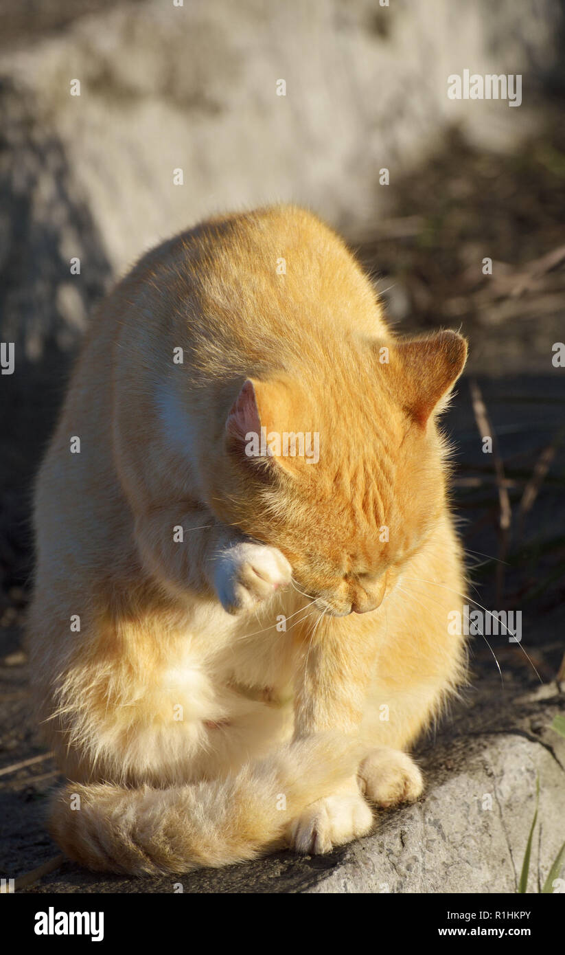 Cat washes in the sun.Tongue licks its fur. Stock Photo