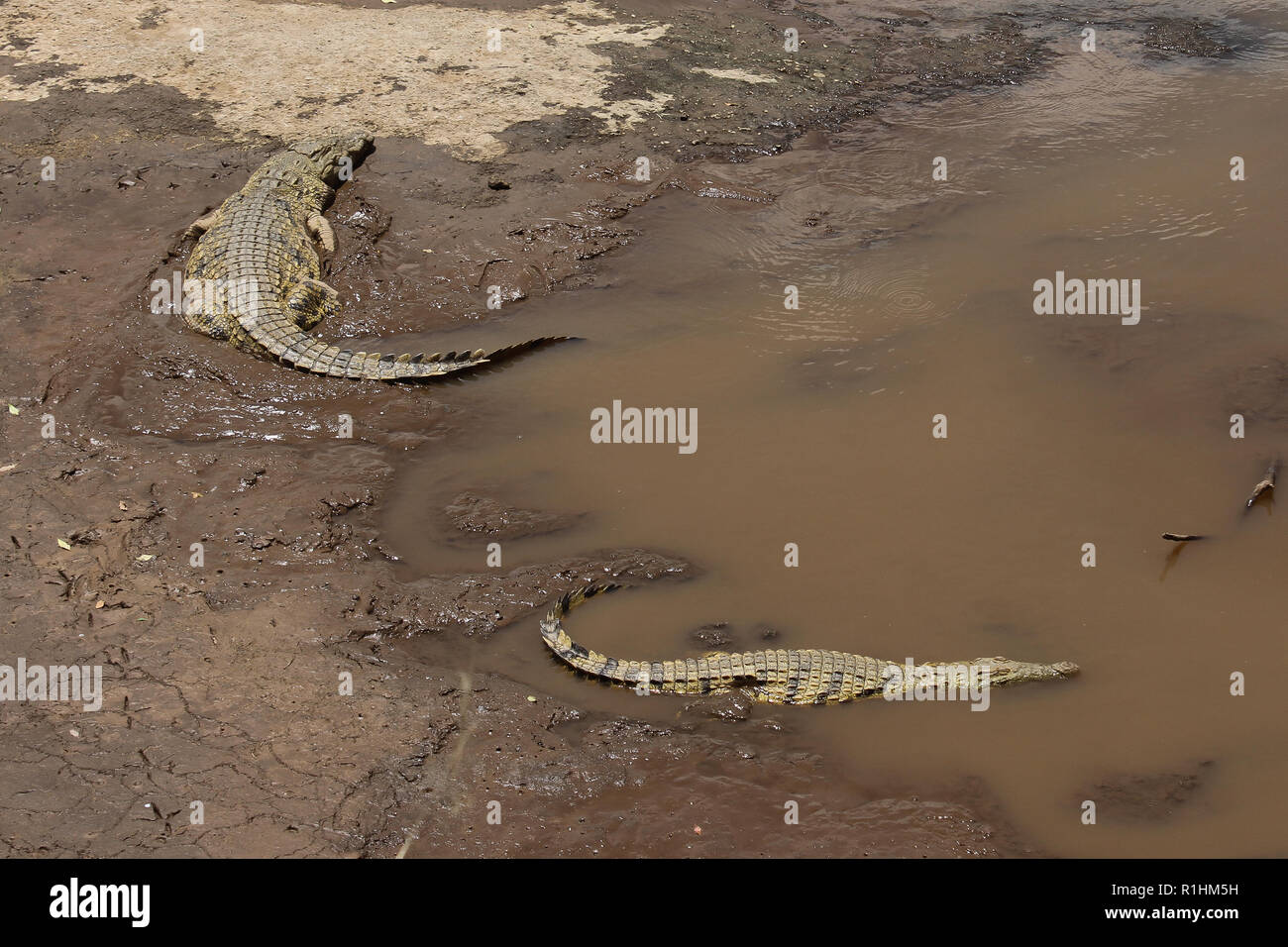 Two crocodiles finished eating a wildebeest Stock Photo