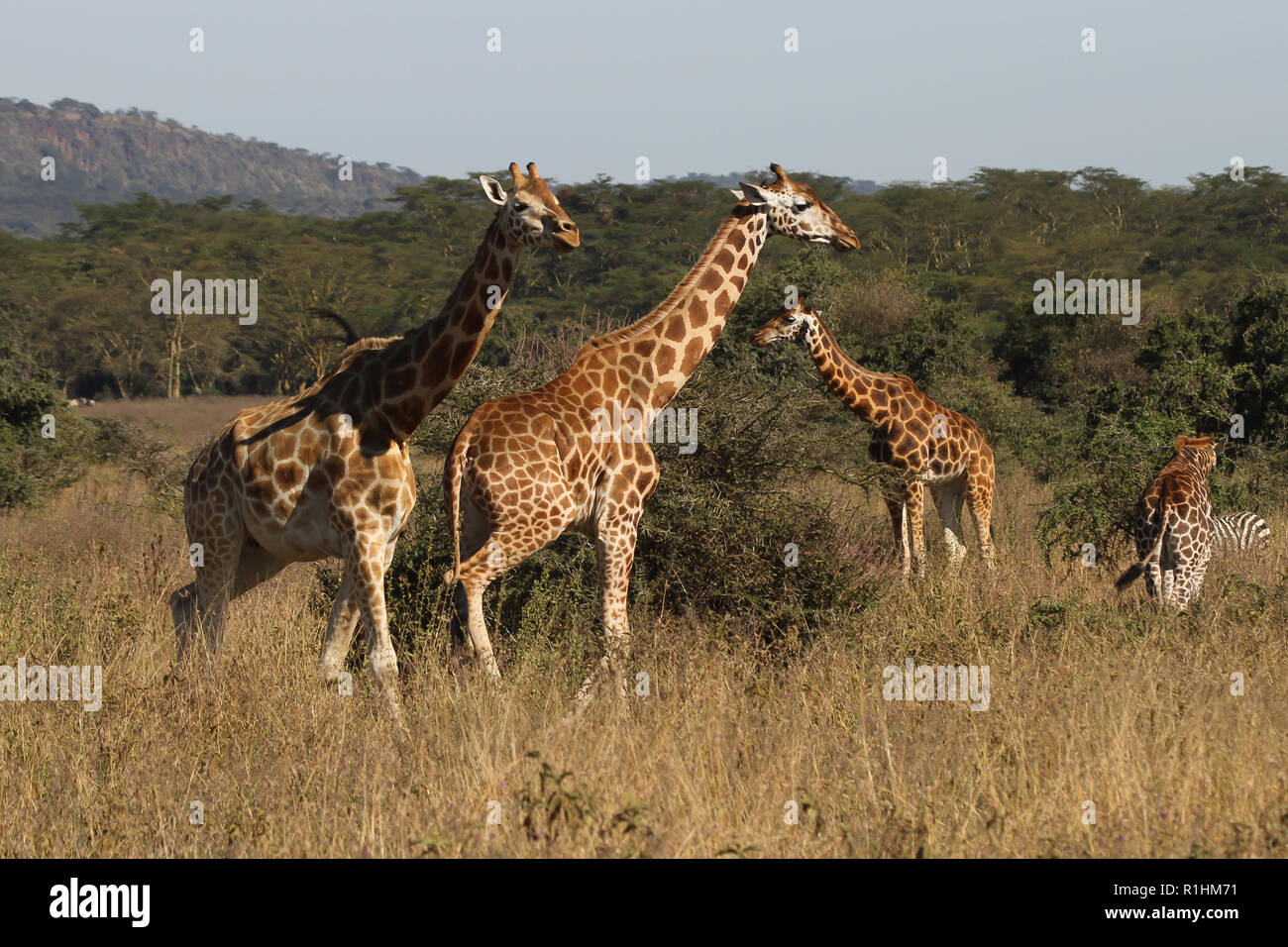 Giraffe family in Lake Nakuru national park Stock Photo