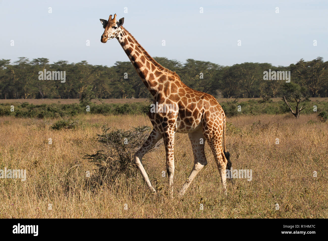 A giraffe walking in the Lake Nakuru National park Stock Photo