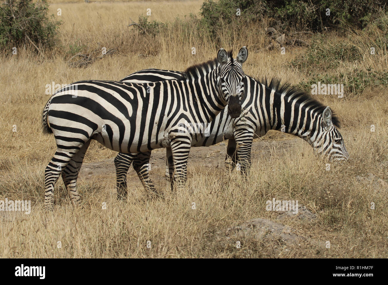 Zebras grazing in the wilderness Stock Photo