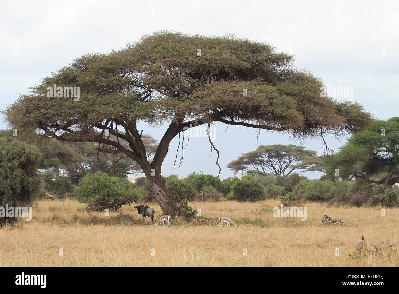Amboseli national park Stock Photo