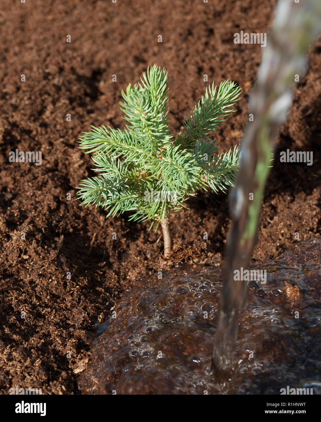 Planting of a fir tree in a ground. Stock Photo