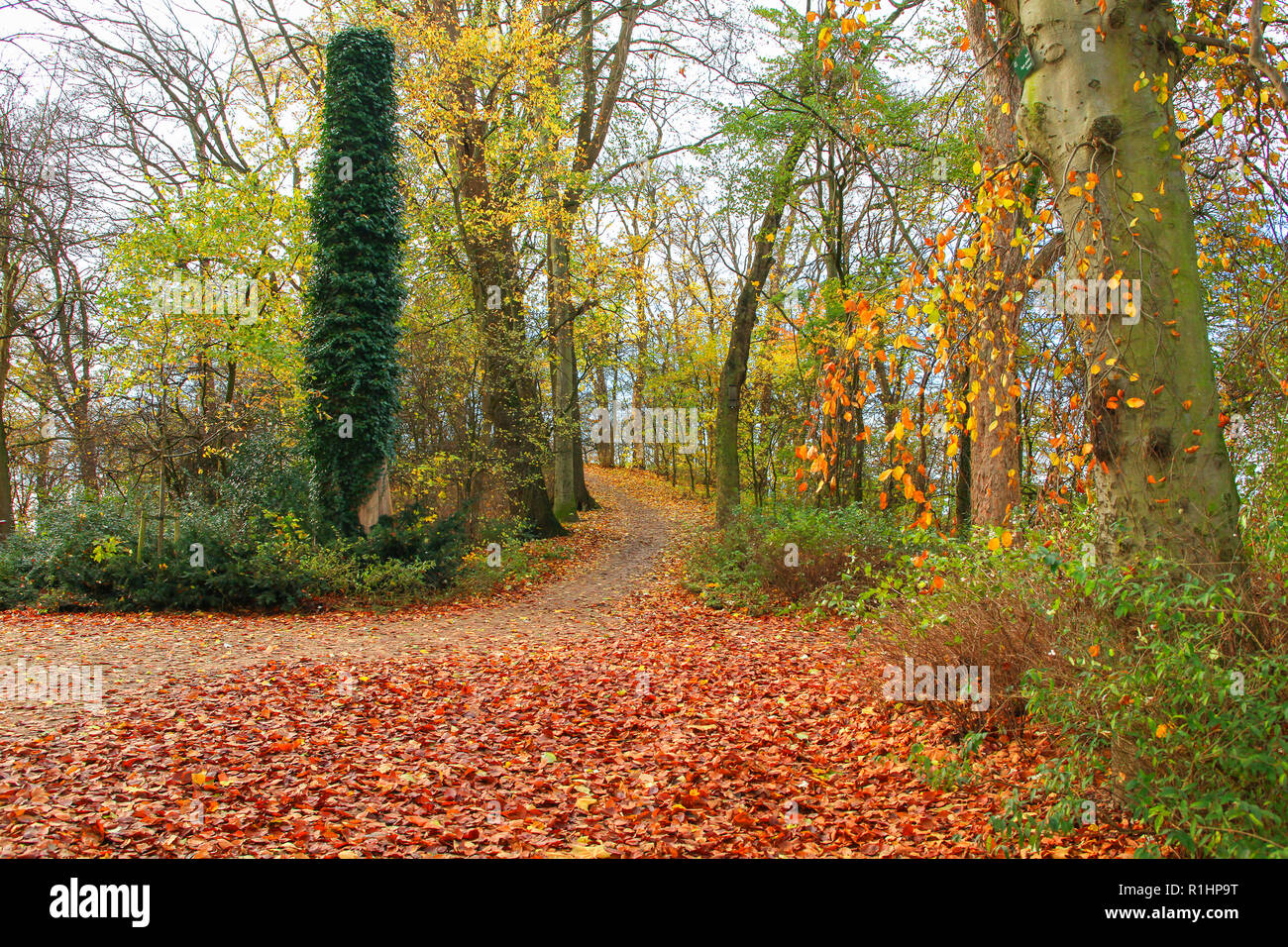 Park in fall colors Stock Photo - Alamy