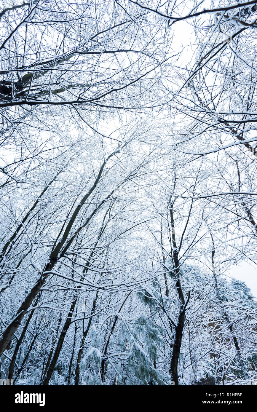 Frozen in the ice tree branches Stock Photo - Alamy