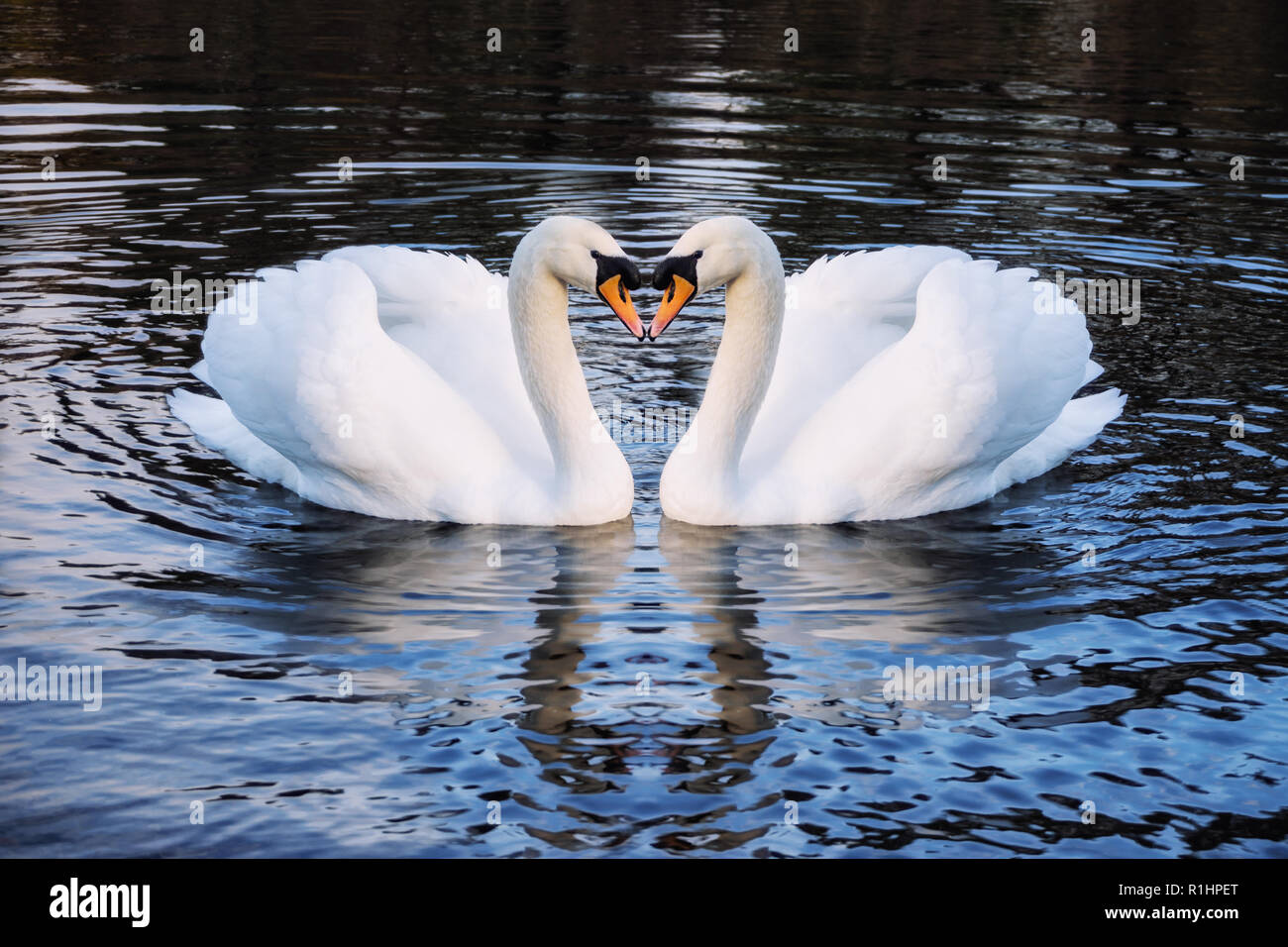 Romantic two swans on a lake, symbol heart shape of love Stock Photo - Alamy
