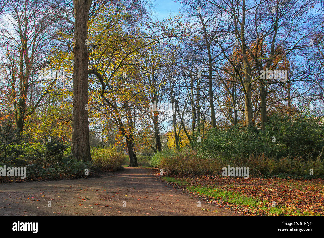Colorful trees in a park int he fall Stock Photo - Alamy