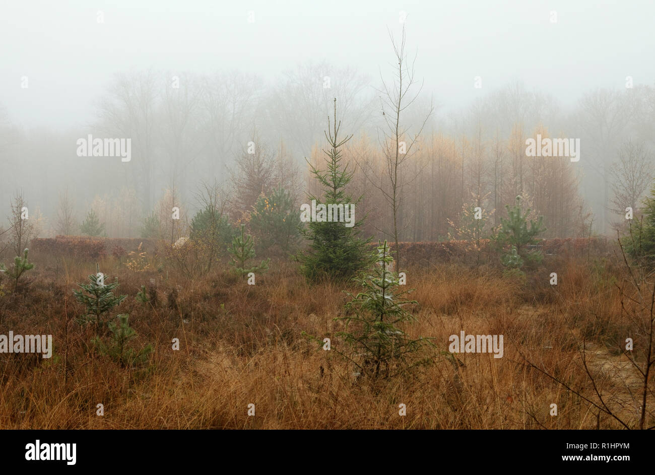 On a foggy fall day hi-res stock photography and images - Alamy